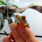 Leaf frog